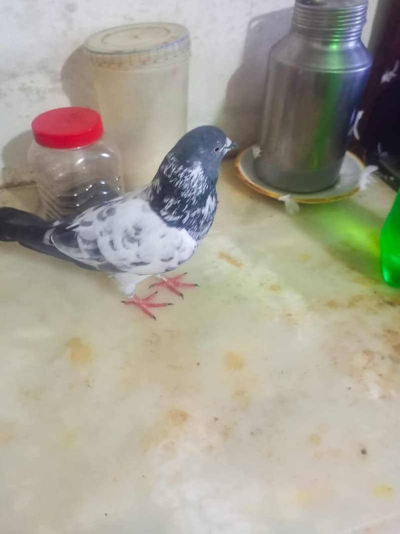 Beautiful pigeons kabootar for sale 8