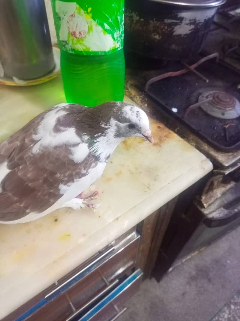 Beautiful pigeons kabootar for sale 9