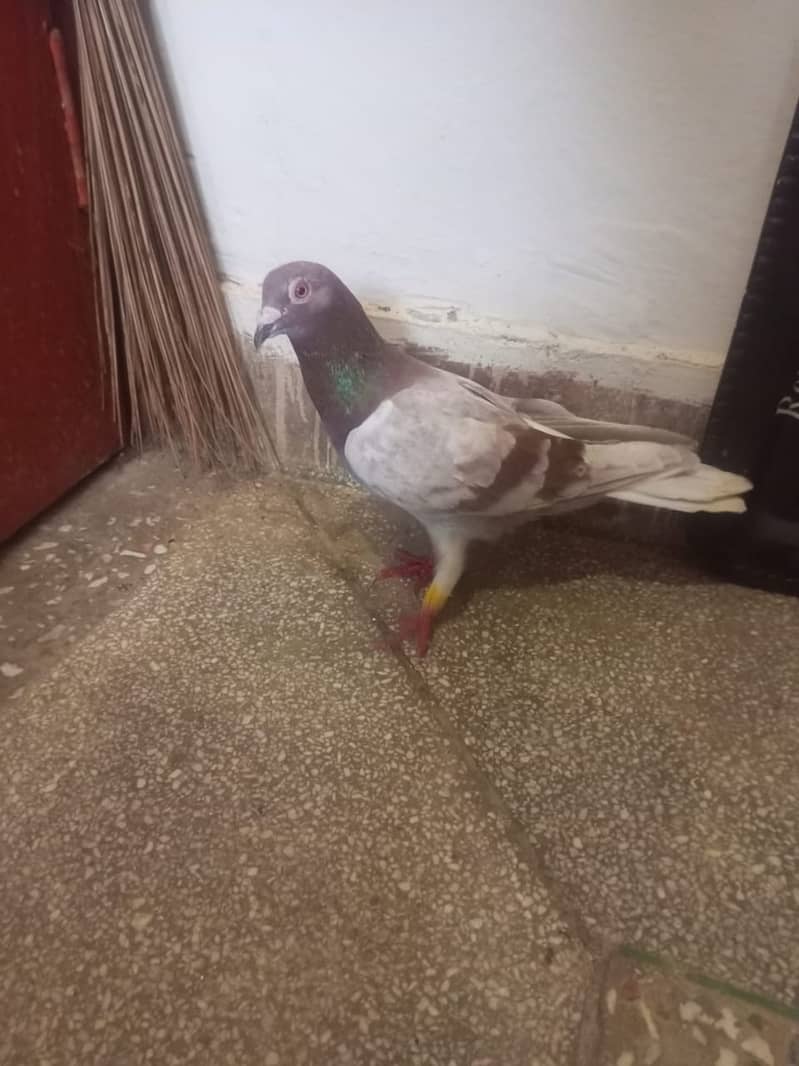 Beautiful pigeons kabootar for sale 10