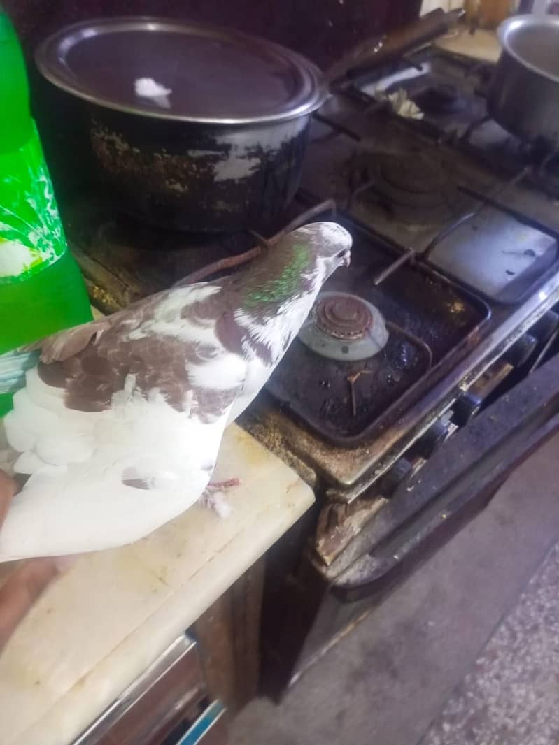 Beautiful pigeons kabootar for sale 11