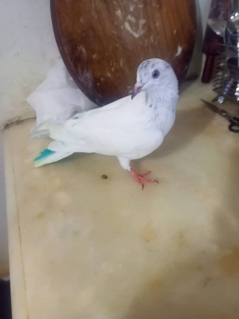 Beautiful pigeons kabootar for sale 12