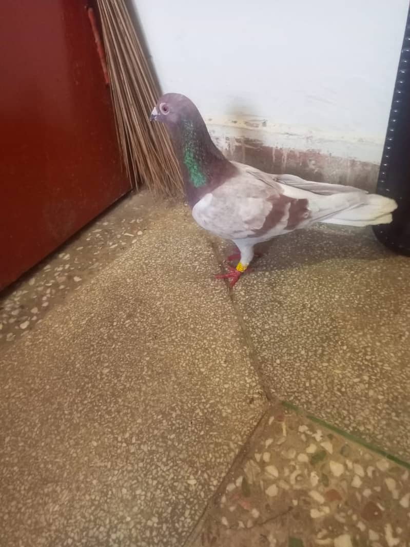 Beautiful pigeons kabootar for sale 13