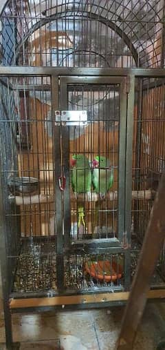 Bolny wala raw perrot/ cage