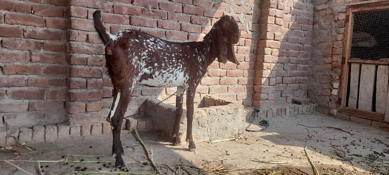 2 bakry 1 bakri  for sale location multan 0