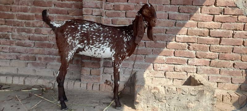 2 bakry 1 bakri  for sale location multan 1