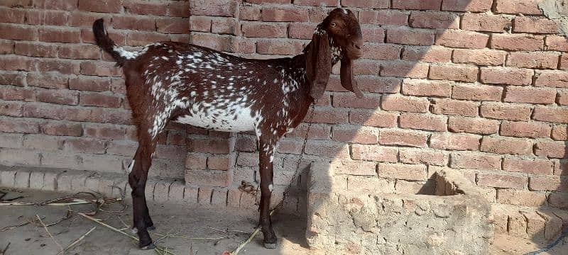 2 bakry 1 bakri  for sale location multan 2