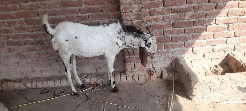 2 bakry 1 bakri  for sale location multan 3