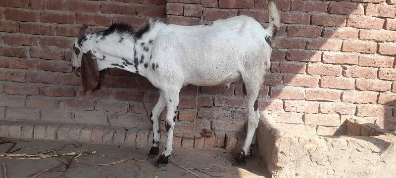 2 bakry 1 bakri  for sale location multan 4