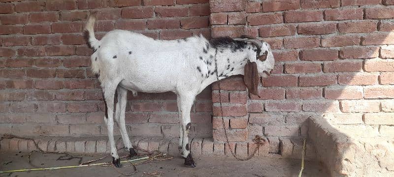 2 bakry 1 bakri  for sale location multan 5