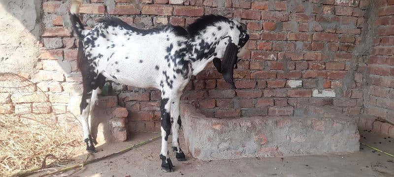 2 bakry 1 bakri  for sale location multan 6