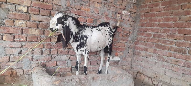 2 bakry 1 bakri  for sale location multan 7