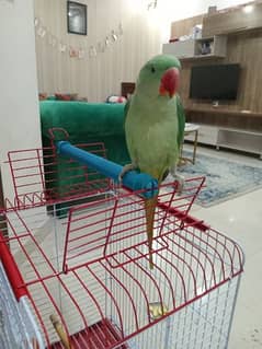 kashmiri RAW Parrot chick with cage