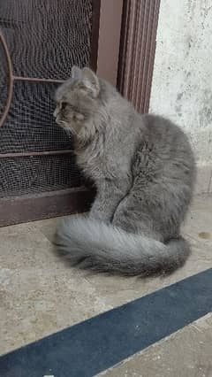 cat for sale Persian double coat full roody and frankly