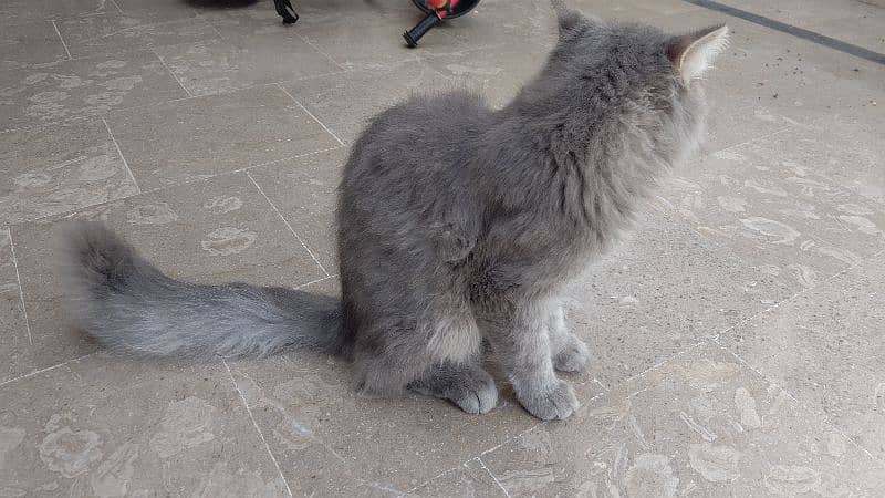 cat for sale Persian double coat full roody and frankly 1