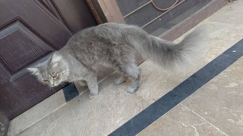 cat for sale Persian double coat full roody and frankly 2