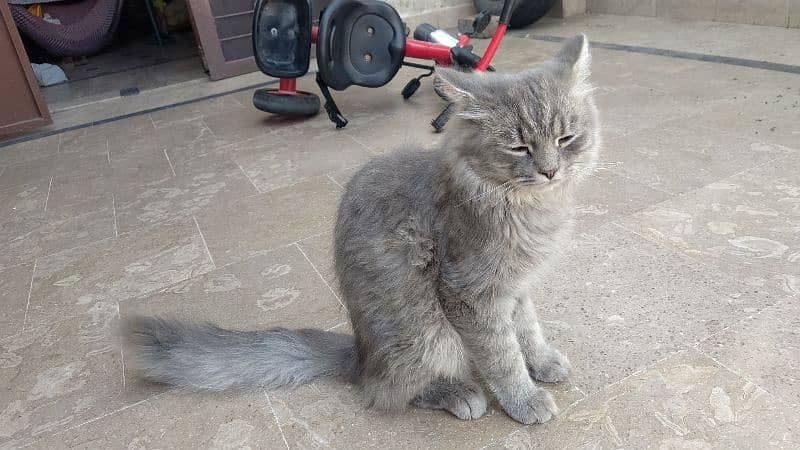 cat for sale Persian double coat full roody and frankly 3