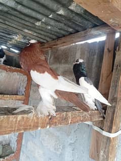 Ghubaray Pigeons For Sale