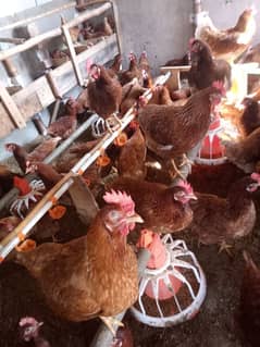 lohman brown | lohman brown hens | murghi | chicks for sale 0