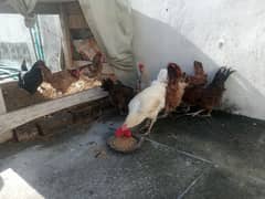 Golden Misri /eggs laying hen/Hens /Murgiya / Chicken