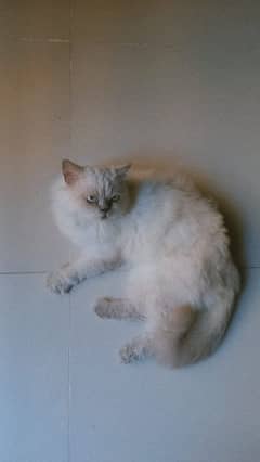 3 year old white Persian male cat with blue eyes