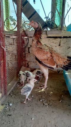 pure Aseel hen with 5 Aseel chicks