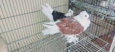 birds for sale 0