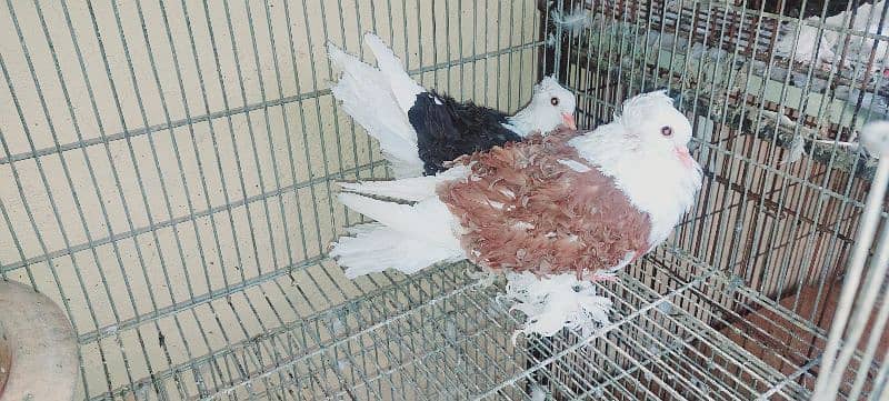 birds for sale 1