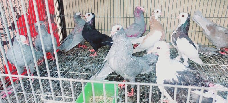 birds for sale 2