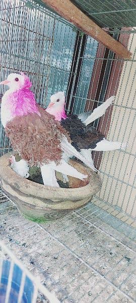 birds for sale 3