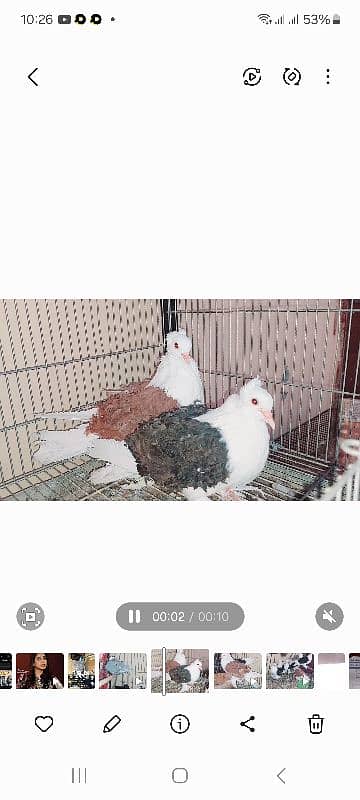 birds for sale 4