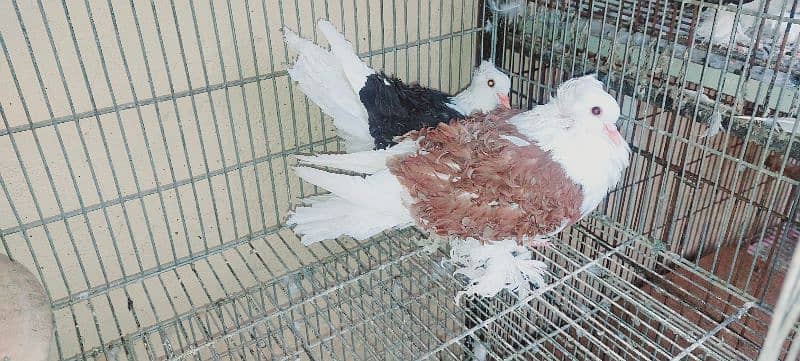 birds for sale 5