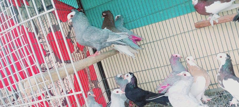 birds for sale 6