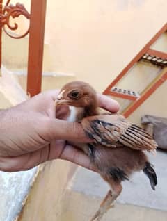 Mianwali Aseel Chicks / Pair