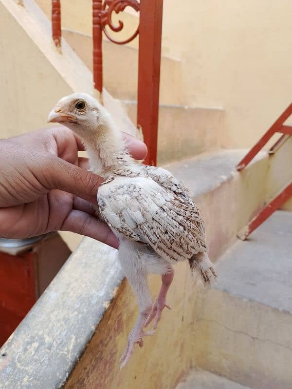 Mianwali Aseel Chicks / Pair 1