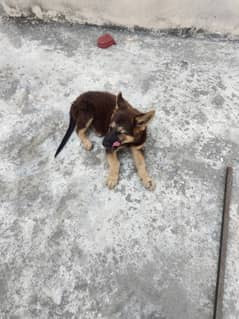 German shepherd female puppy available for sale 0