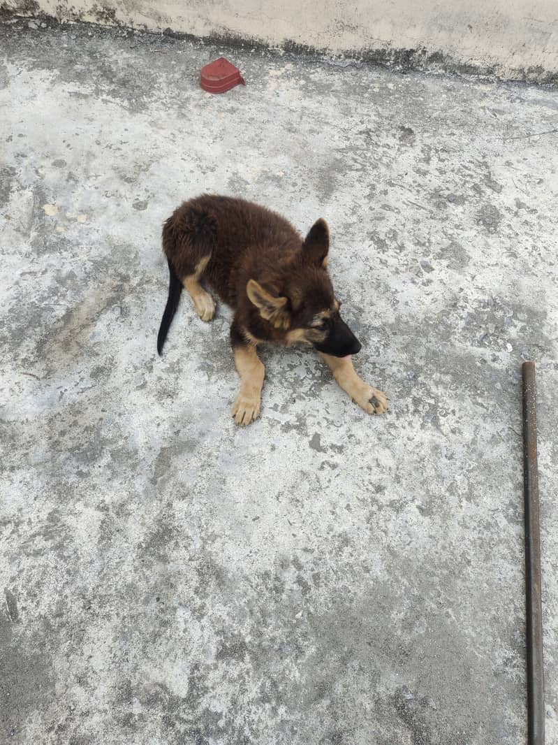 German shepherd female puppy available for sale 1