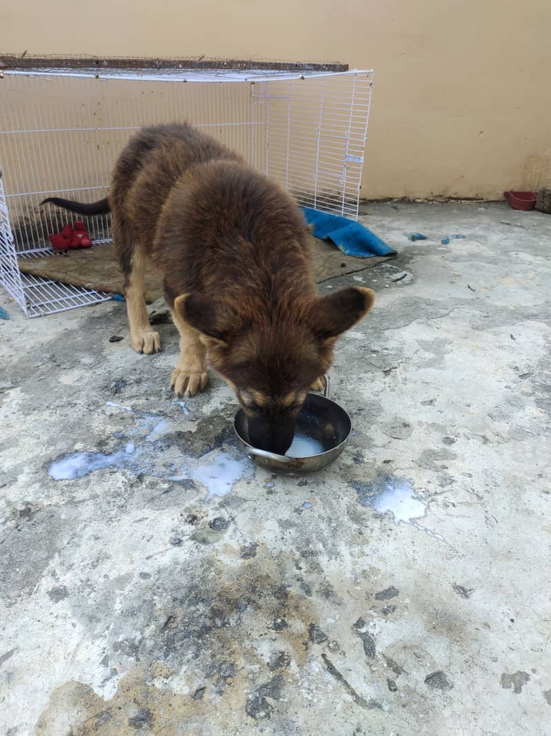 German shepherd female puppy available for sale 2