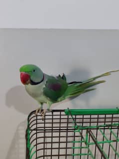 pahari parrot