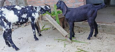 bakri