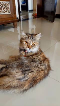 2 year old female Persian cat