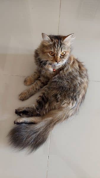 2 year old female Persian cat 1