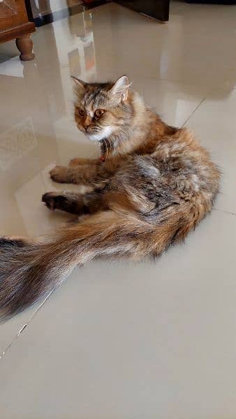 2 year old female Persian cat 3