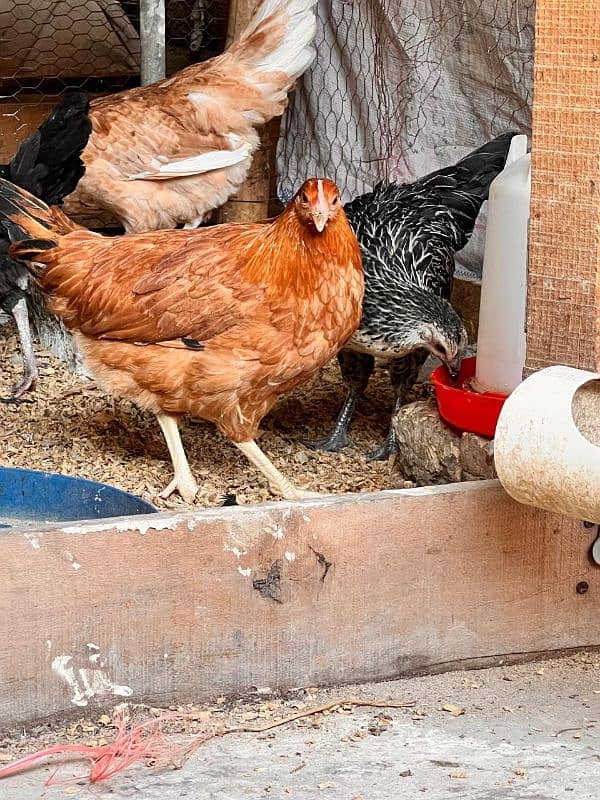 Golden misri hen | Desi Starter  hens 2