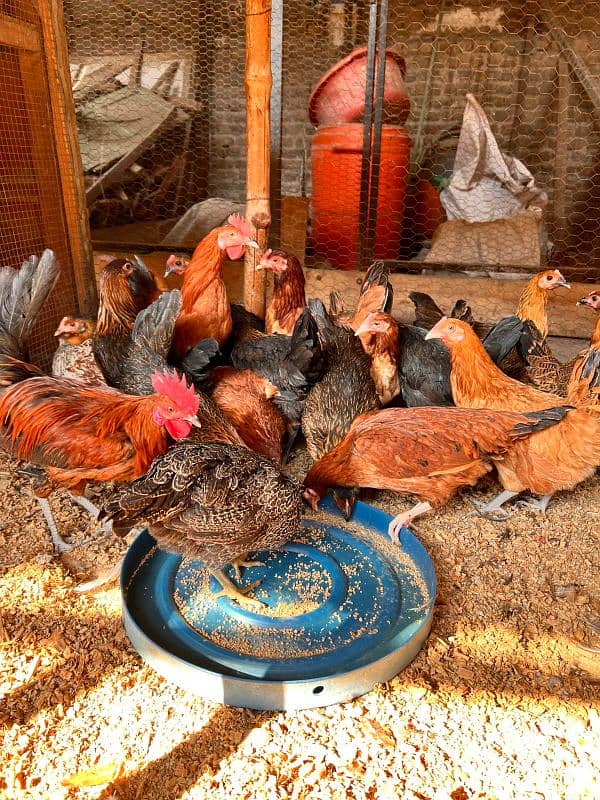 Golden misri hen | Desi Starter  hens 1