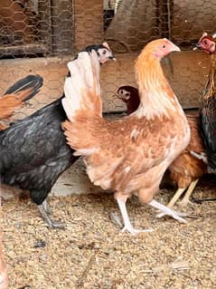 Golden misri hen | Desi Starter  hens