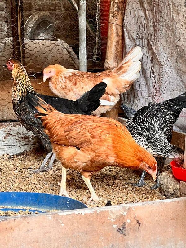 Golden misri hen | Desi Starter  hens 3