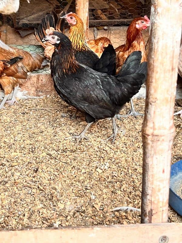 Golden misri hen | Desi Starter  hens 4