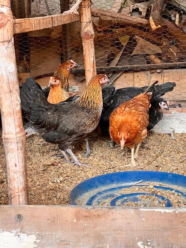 Golden misri hen | Desi Starter  hens 5