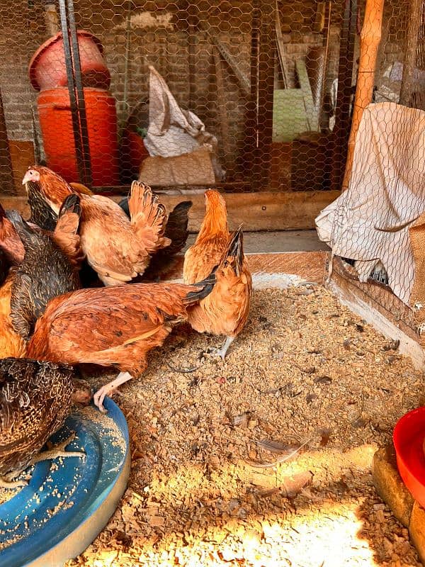 Golden misri hen | Desi Starter  hens 7