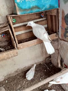 Dove Breeder Pair